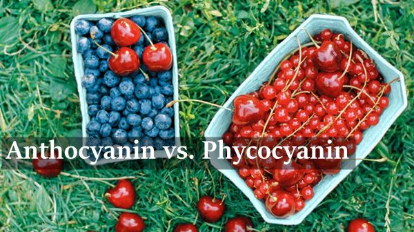 Anthocyanin vs Phycocyanin: X'inhi d-Differenza u r-Relazzjoni?
